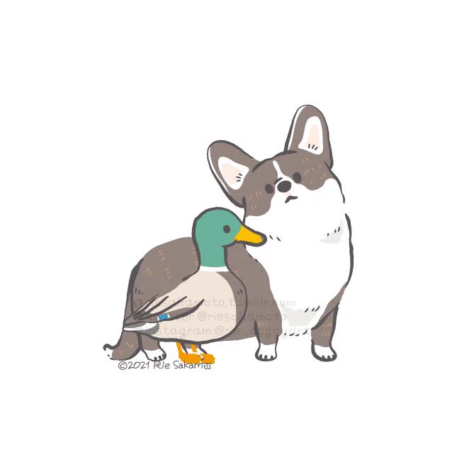 コーギーと色とりどりのカモたち
#いい色の日 