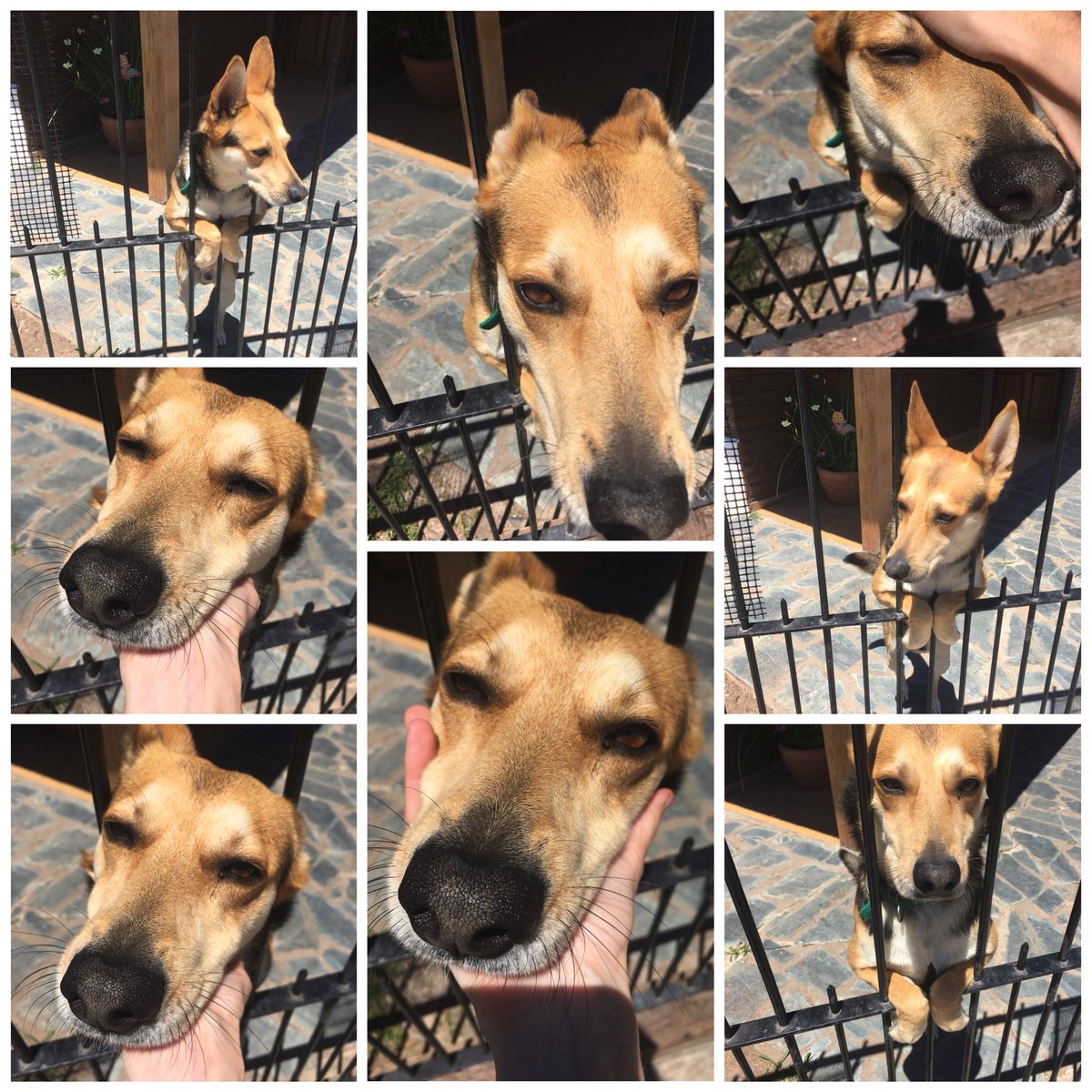 IsabellaBrogna's tweet photo. Les voy a compartir unas fotos de un perro que veo siempre, lo amo ♥️ https://t.co/voUQruAxUW