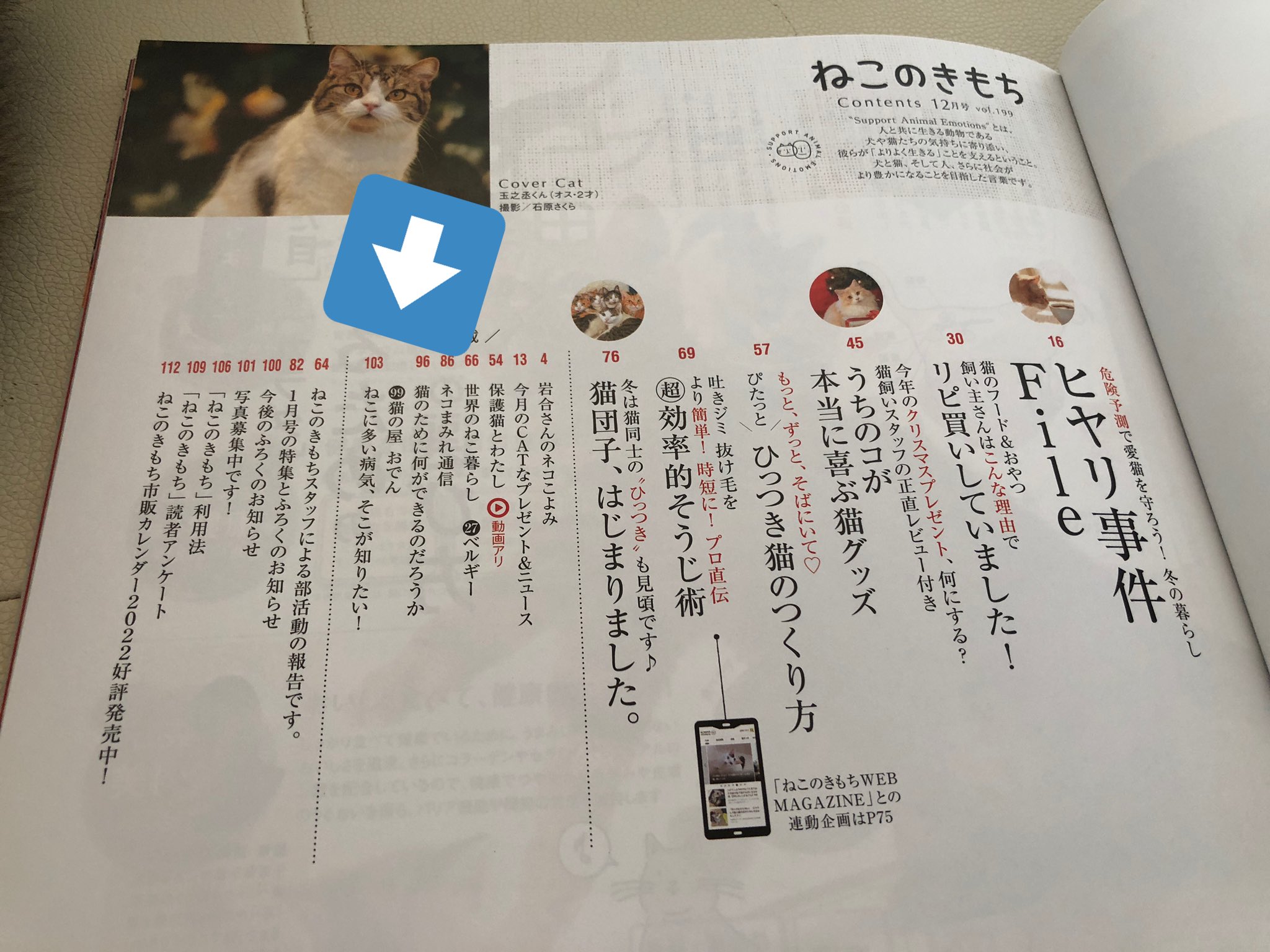 Tweets With Replies By 猫カフェ 猫の屋おでん 神戸市灘区 Nekonoya Oden Twitter