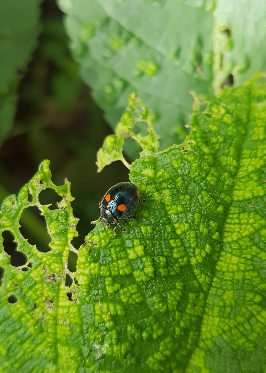 rachelbowenart's tweet photo. The ladybugs of my garden.
#ladybirds #ladybugs #spotlessladybird #naturephotos #insect #plants #lookcloser #redspotted #blackspotted #nospots #inthegarden #gardening https://t.co/ATmvzvLuir