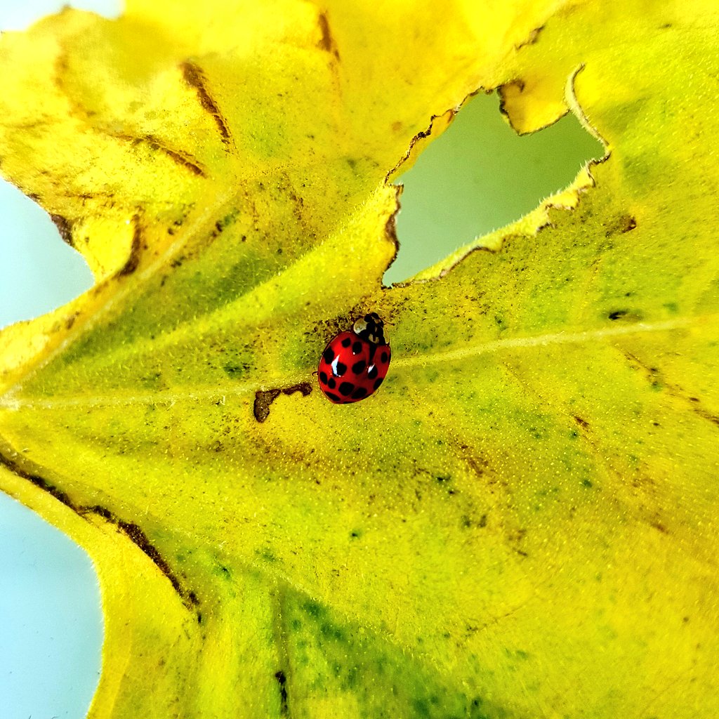 rachelbowenart's tweet photo. The ladybugs of my garden.
#ladybirds #ladybugs #spotlessladybird #naturephotos #insect #plants #lookcloser #redspotted #blackspotted #nospots #inthegarden #gardening https://t.co/ATmvzvLuir