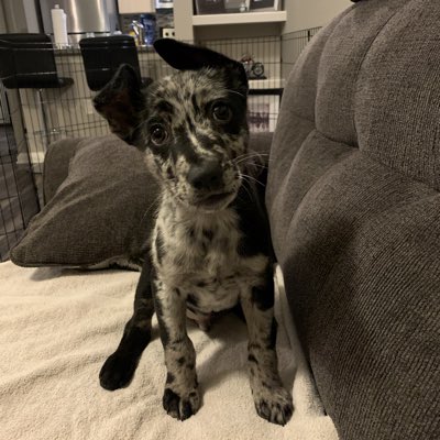starksdtx's tweet photo. It’s wolfie here #hacked #NewProfilePic https://t.co/m3128JwQ0a