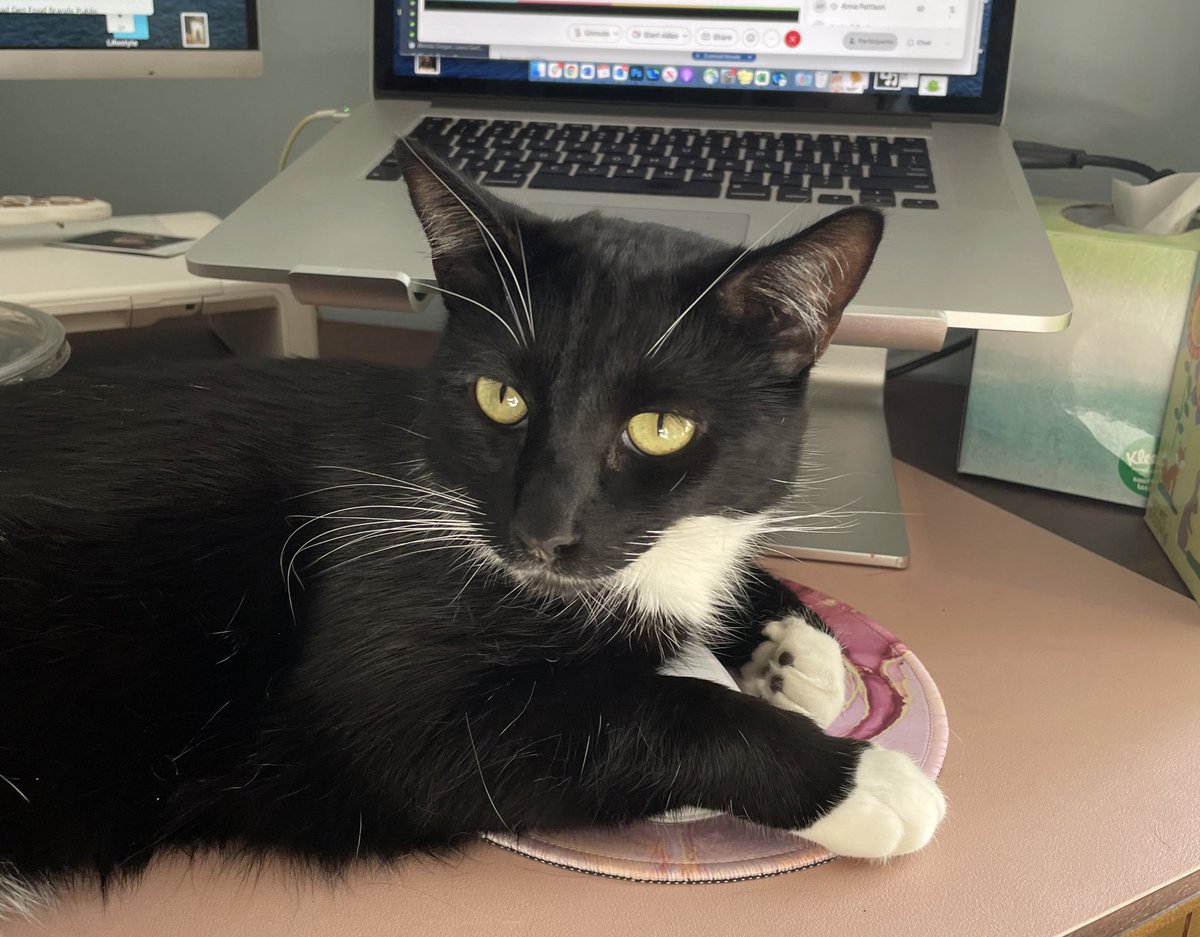 meg_jean_'s tweet photo. @mphbox When we had to give our 8-week old Watson a bath I thought for sure we’d lost all trust but here he is 2 years later, holding the mouse hostage for pets https://t.co/zyfAMCf4lS
