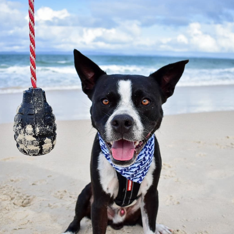 SunniesSnackos's tweet photo. Enrichment and interactive toys for dogs all sizes!

https://t.co/J6uLEnQIUW

#Beach #summer #sea #sand #tuesdayvibe #tuesdaymotivations #Christmas2021 #gifts https://t.co/gWG5VeJCkU