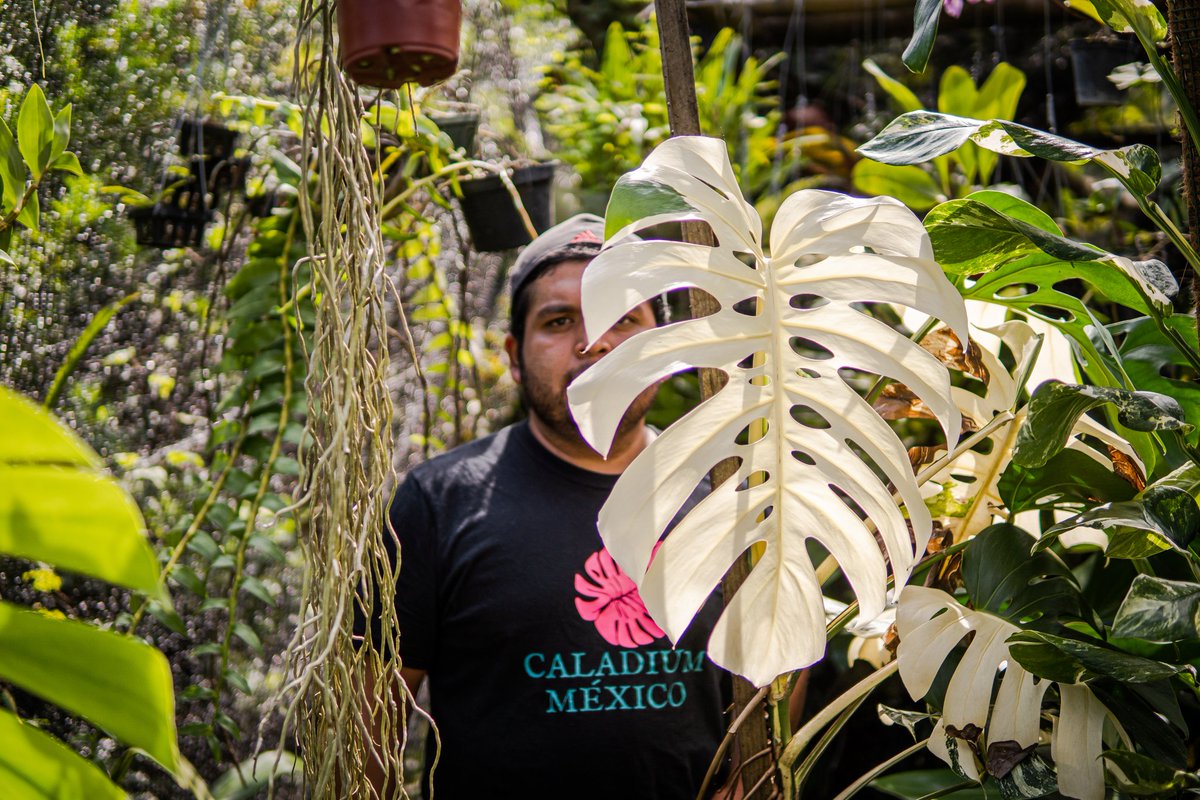 Será normal que uno se enamore de sus plantas??? ..🤠
Monstera delisiosa variega( hoja albina 99.9%) 

#monstera #monsteravariegada
<a href="/don_helecho/">𝑫𝒐𝒏 𝑯𝒆𝒍𝒆𝒄𝒉𝒐 🌿</a> <a href="/wonder_m_r/">Armando Maravilla - Wonder</a> <a href="/ChicoSuculentas/">El chico de las suculentas</a> <a href="/unhuertoencdmx/">Un Huerto en CDMX</a> <a href="/jesssidi/">Jesssidi 🌱</a>