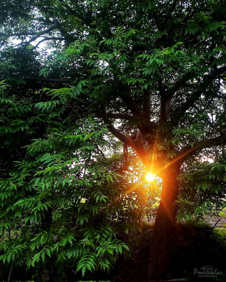 dr_malar's tweet photo. Happiness is getting such a perfect click without a star filter 😍😍
#sunrise #ponmalarphotography #photography #redminote8pro
#stareffect https://t.co/D28BVtzIkF