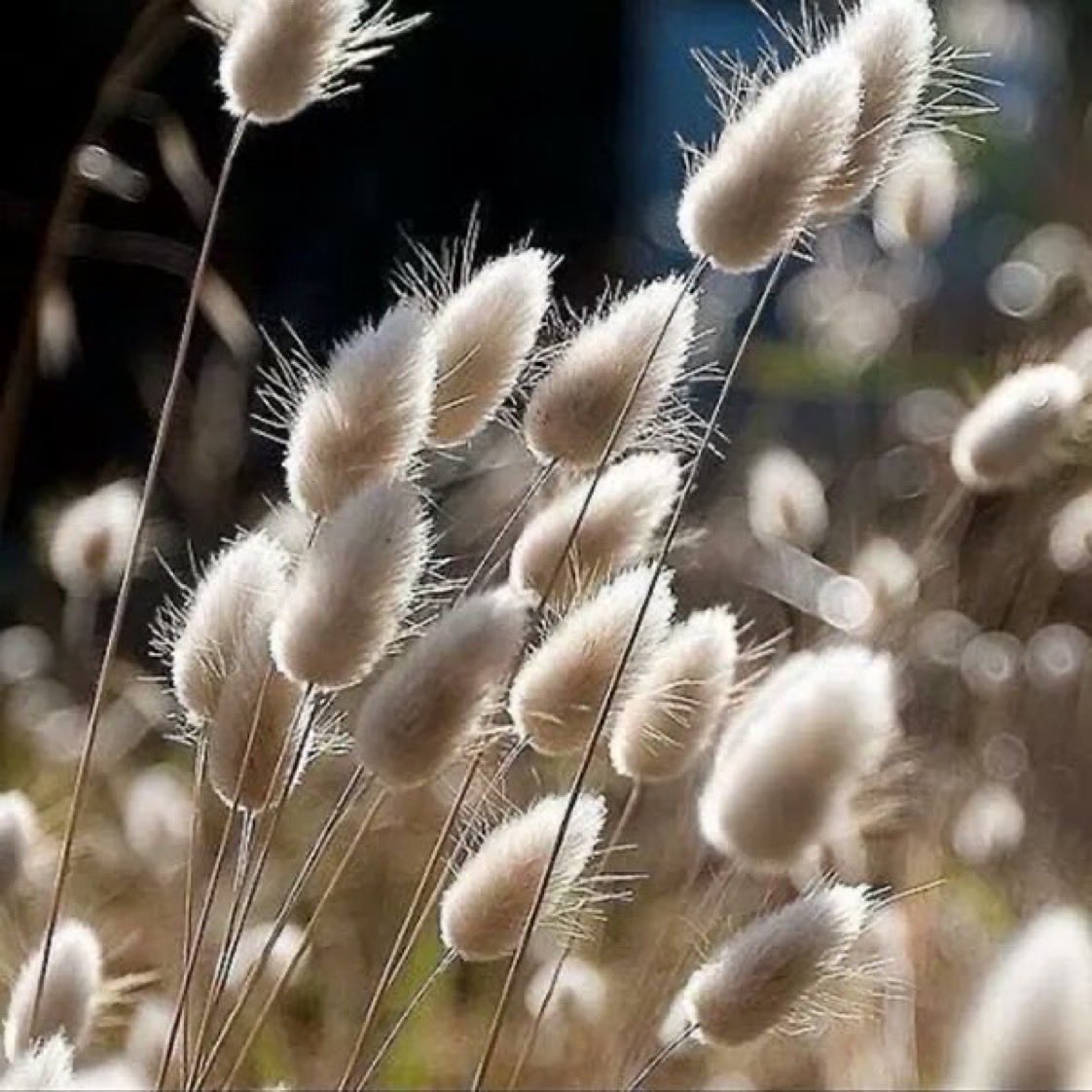 PinarAkal1's tweet photo. Look with Loving eyes 
and you will see 
the Beauty.

~PA https://t.co/GTgj128uEm