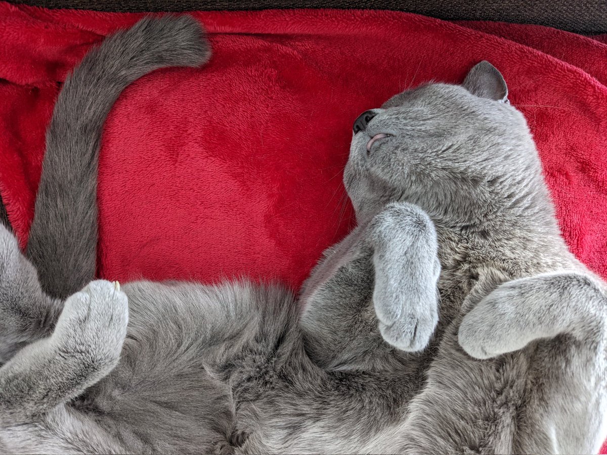 saskiarussian's tweet photo. Tummy full of treats, sleeping away the day, dreaming of chasing the birds nesting outside my window.
#Saskia #russianblue #CatsOfTwitter #NZ https://t.co/gP4pOyJYSu