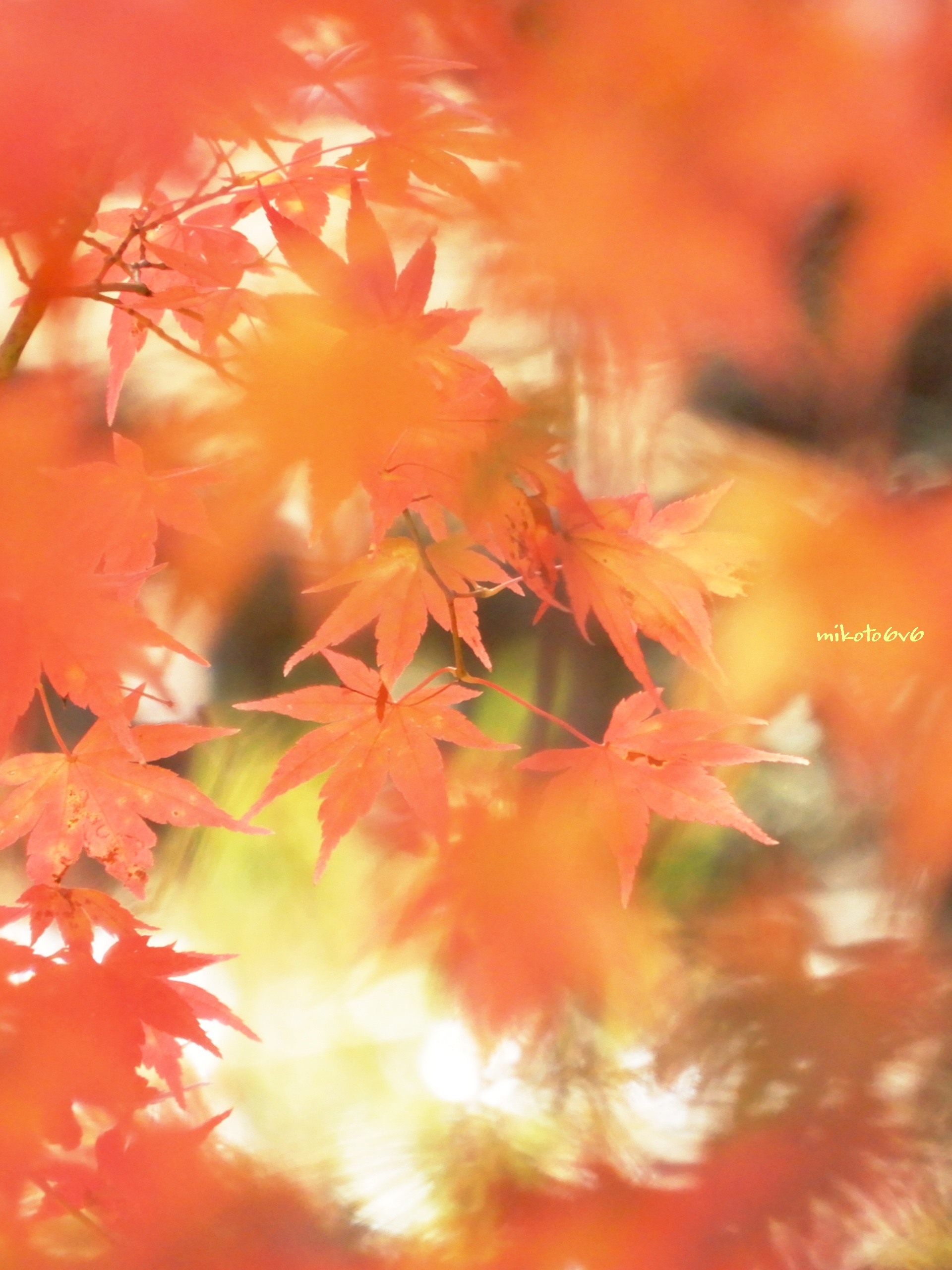 Mikoto 見上げれば もみじ越しの秋色パレット 花言葉 美しい変化 大切な思い出 紅葉 モミジ 紅葉狩り ふぉと 写真で伝えたい私の世界 キリトリセカイ Maple Autumnleaves Nikon Coolpixa900 Photography Mikotography Coregraphy