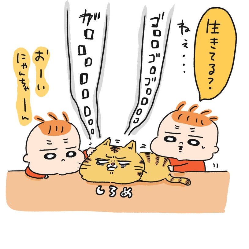 実家の猫🐱VS息子たち👶👶 