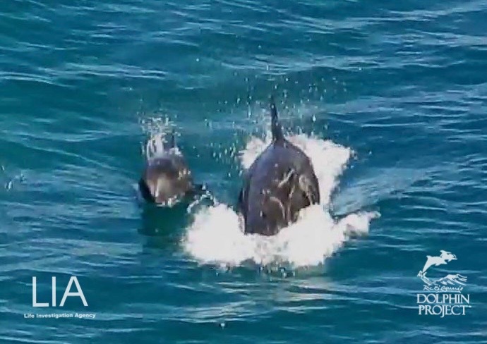 Dolphin_Project's tweet photo. Taiji: Yesterday, a nursery pod of Risso’s dolphins was driven into the Cove. The 8 mothers were slaughtered while their 8 calves were forced into slings, taken out and dumped at sea. Their chances of survival are low. 
#dolphinproject  #LifeInvestigationAgency https://t.co/mo3gL8mJC7