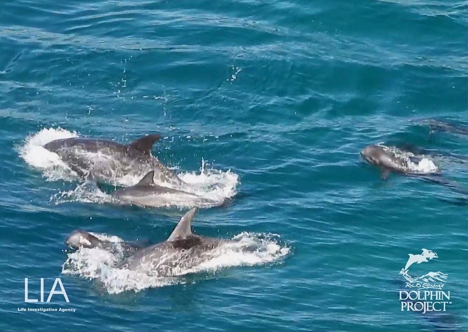 Dolphin_Project's tweet photo. Taiji: Yesterday, a nursery pod of Risso’s dolphins was driven into the Cove. The 8 mothers were slaughtered while their 8 calves were forced into slings, taken out and dumped at sea. Their chances of survival are low. 
#dolphinproject  #LifeInvestigationAgency https://t.co/mo3gL8mJC7