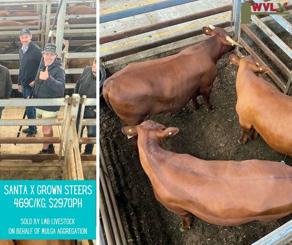 WVLXVIC's tweet photo. Our Outcross main man Pete Brooker gave the thumbs up when his pen of Santa X grown steers were sold by LMB Livestock on Monday for a high 469c/kg, returning a handy $2970ph! Good job Pete!
.
.
.
.
#wvlxvic #primemarket #aussiebeef #agriculture #topcattle #topsaleyard https://t.co/Lb8AyNCBDy