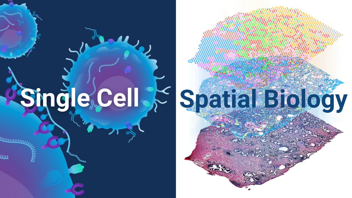 mscienceaustnz's tweet image. With the end of year approaching we're providing EOY Specials for you to get the most out of your lab budgets. Take advantage of our @10xGenomics Special Offers today. 

Enquire here ➡️ mscience.typeform.com/to/PTqdqd07

#singlecell #spatialbiology #Genomics #scicomm