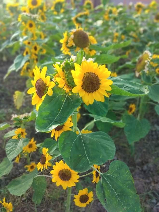 Apriljoy040618's tweet photo. Sunflower 🌻❣️ https://t.co/ZDlrcH2vCY