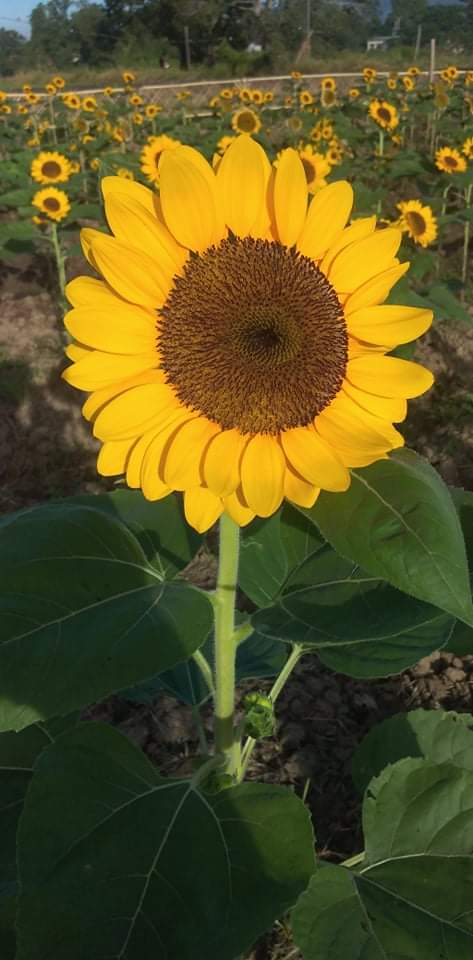 Apriljoy040618's tweet photo. Sunflower 🌻❣️ https://t.co/ZDlrcH2vCY