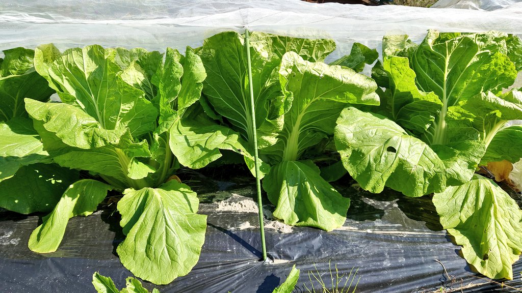 アブラムシ駆除 Twitter Search Twitter