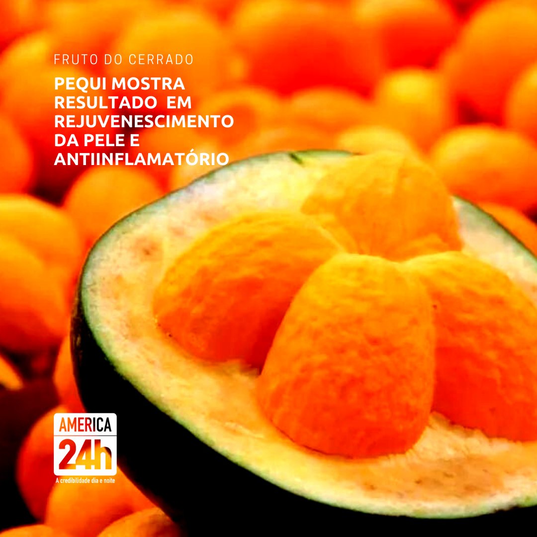 Canal24h's tweet photo. WASHINGTON, DC ( Fernando Hessel ) - Pequi é muito utilizado na culinária no cerrado brasileiro, principalmente pela população de Goiás e Tocantins.  A pesquisa prova o uso para fins de rejuvenescimento da pele e antiinflamatório. https://t.co/oa1SPjqECV