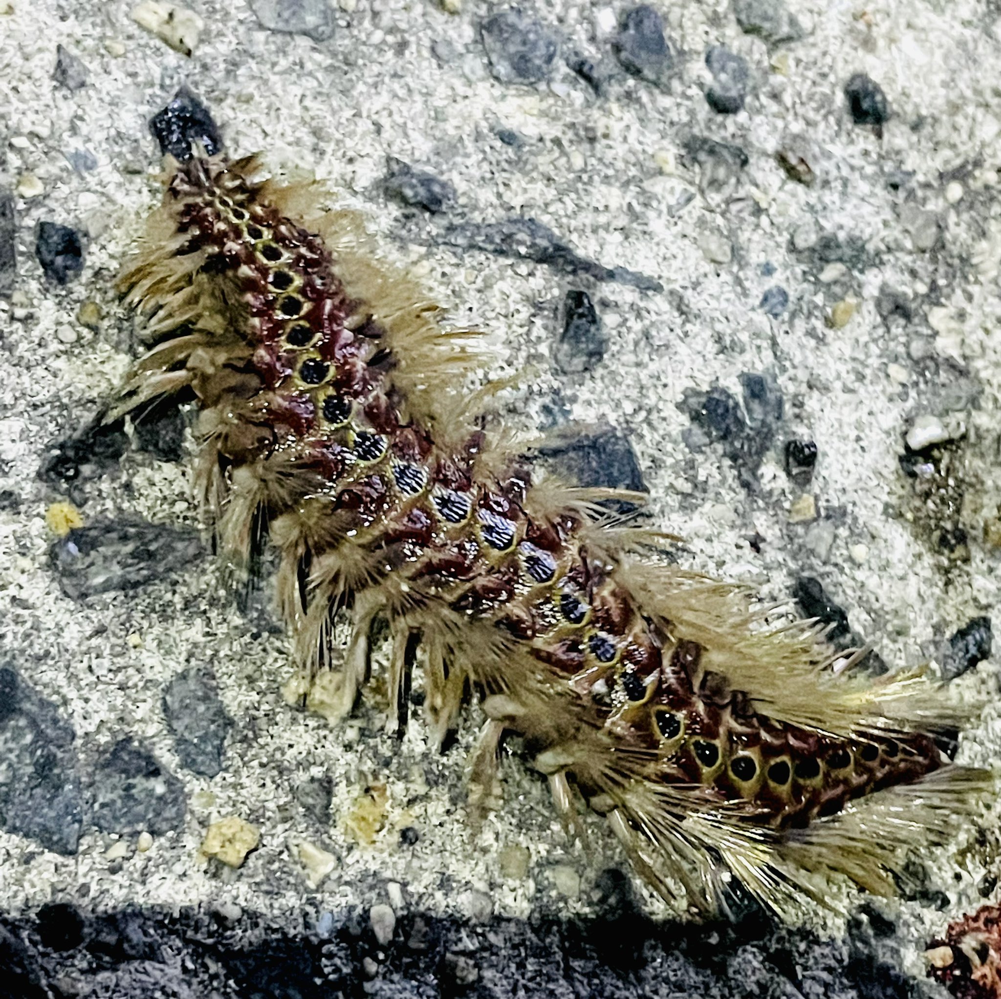 Kezuri ついでに ヤバいものも釣れました 海の砂の下に生息する毛虫 間違って触れば無数の針が刺さり 激しい痒みに襲われます 超気持ち悪い W ウミケムシ 投げ釣りの外道 T Co 3ikji2htmw Twitter Kezuri ついでに ヤバいものも釣れました 海の砂の下に生息する毛虫 間違って触れば無数の針が刺さり 激しい痒みに襲われます 超気持ち悪い W ウミケムシ 投げ釣りの外道 T Co 3ikji2htmw Twitter