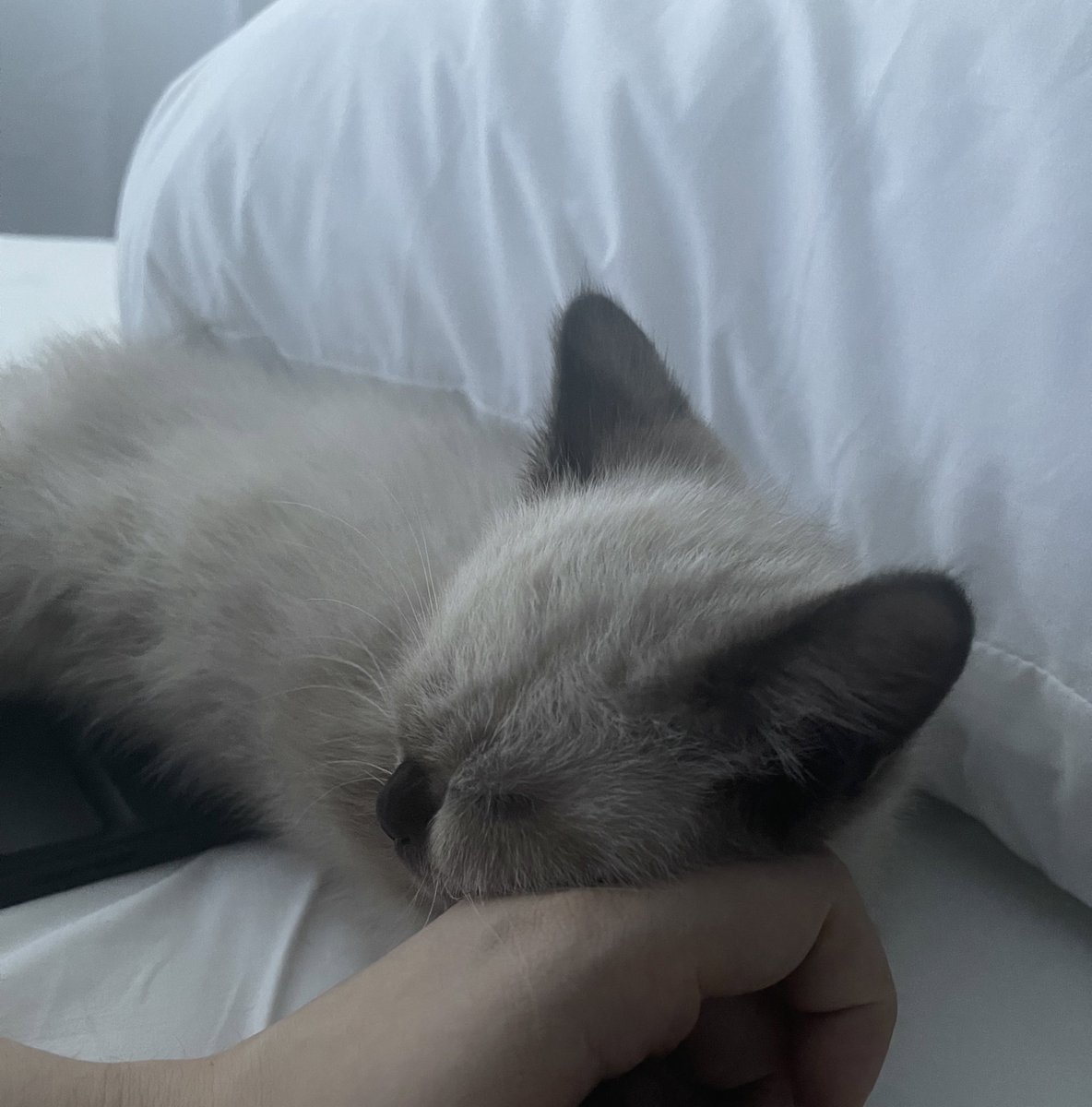 ขอไอแพดคืนได้มั้ยฝุ่น;-;