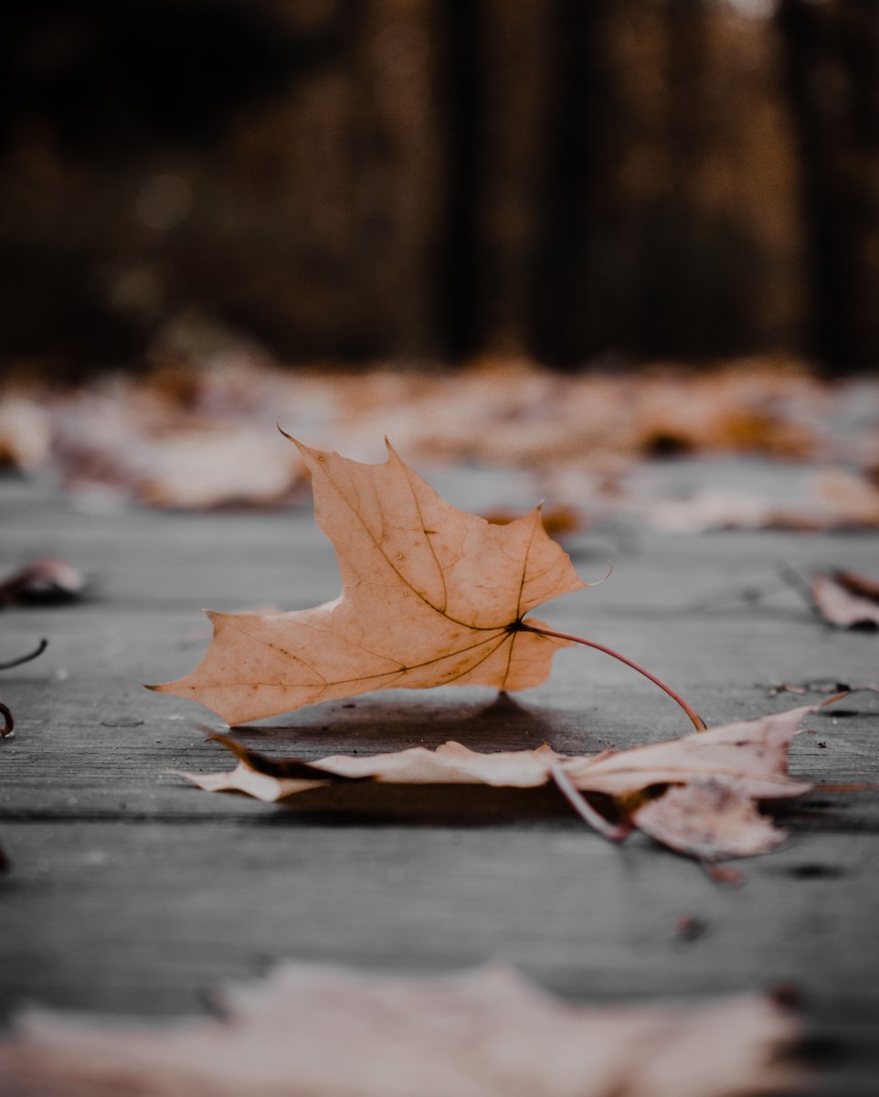 Want to prevent costly damage to your roof? Keep your gutters clear from debris, especially fallen leaves! 🍁 #HomeownerTips