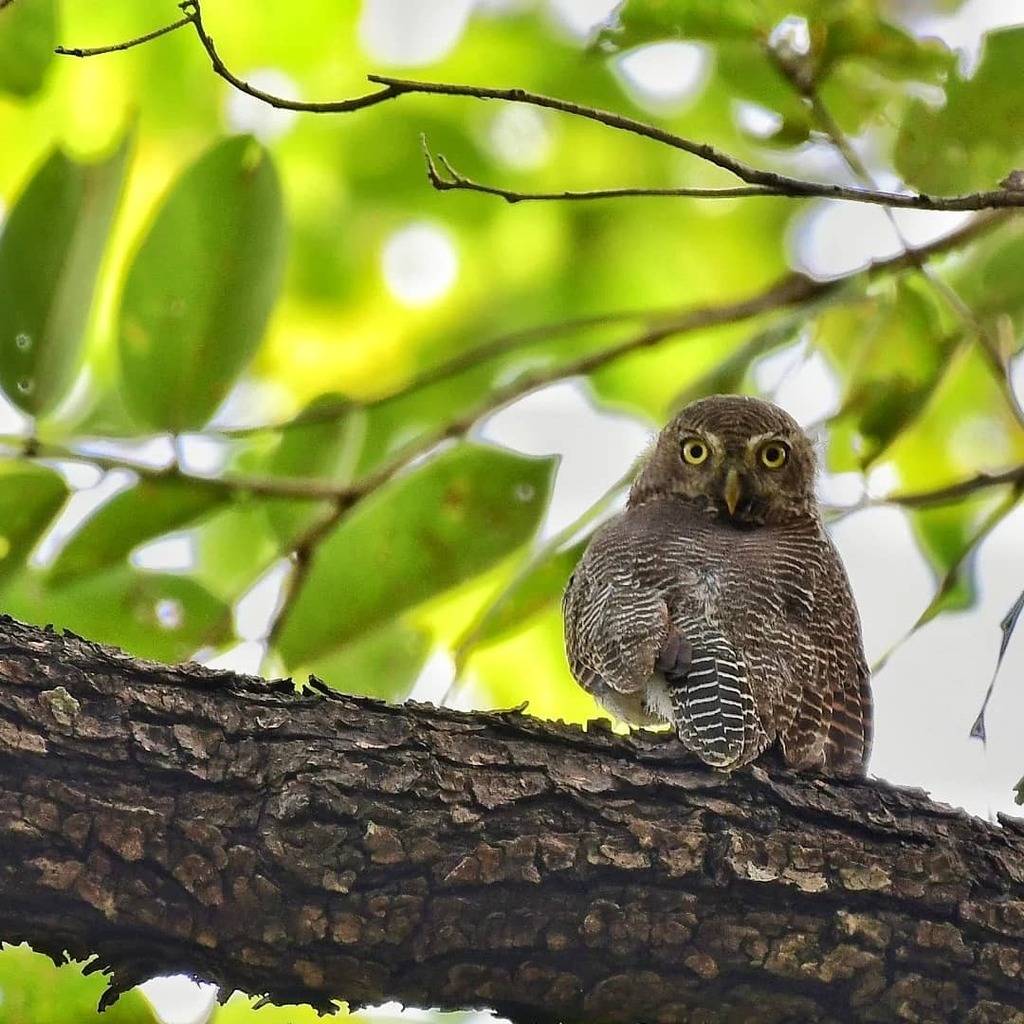 hitchwriter's tweet photo. The Jungle Owlet keeping a close eye on intruders into its domain. Everytime we have spotted it, it has its eyes transfixed on us with a very grim look, almost as if to say :
Hey Hooomans, what are you doing here in the jungle?
#birdwatching #jungleowlet #shoolpaneshwar … https://t.co/3zVcwji1ZG