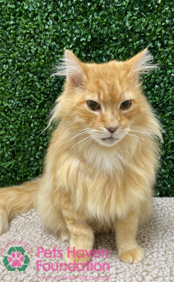 petshaven's tweet photo. Harold is a 4-years-old, Domestic Long Hair. This boy has the softest and cuddliest fur and is a complete smooch that only wants belly rubs and snuggles with his family. Read more about him here: https://t.co/lx8Hm2TY9z https://t.co/oPy9mzFmws