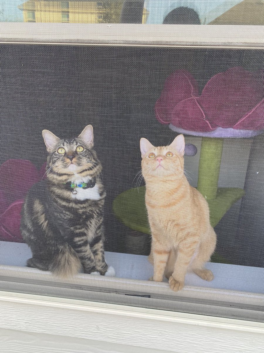 Bigdave1001's tweet photo. Some more sibling time… #CatsOfTwitter https://t.co/qL1LLwmDol