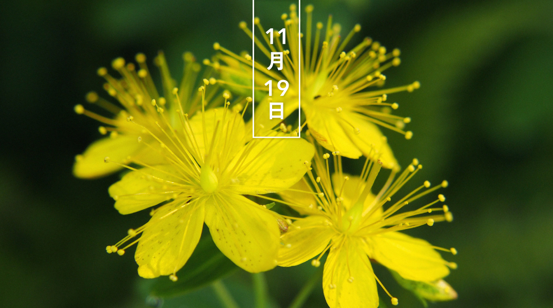 Dcmホーマック 公式 Rt 543life オトギリソウ 弟切草 花の日めくり 花言葉 秘密 名前の由来は この草を原料とする妙薬の秘密を弟が洩らし 兄に切り殺されたという伝説から 同属のセイヨウオトギリも 名高い薬草です T Co