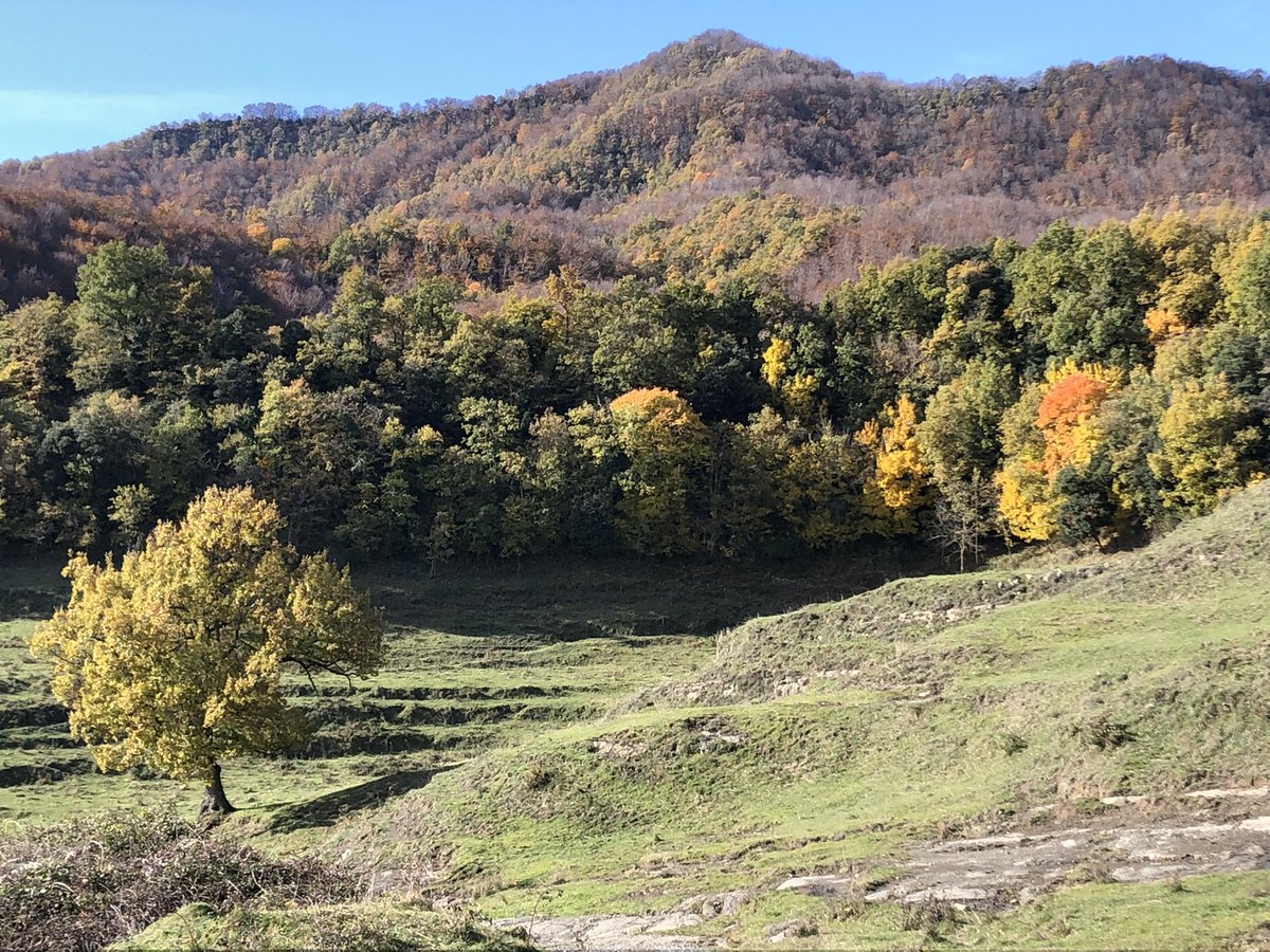 BeyondBCN's tweet photo. Our stunning decideous forests/Al país on les boscanes decídues són hegemòniques (#Llancers, #Falgars) #hiking #birding #Catalonia #Garrotxa #Cabrerès https://t.co/YJkuyXC05C