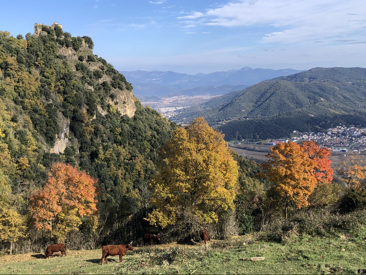 BeyondBCN's tweet photo. Our stunning decideous forests/Al país on les boscanes decídues són hegemòniques (#Llancers, #Falgars) #hiking #birding #Catalonia #Garrotxa #Cabrerès https://t.co/YJkuyXC05C