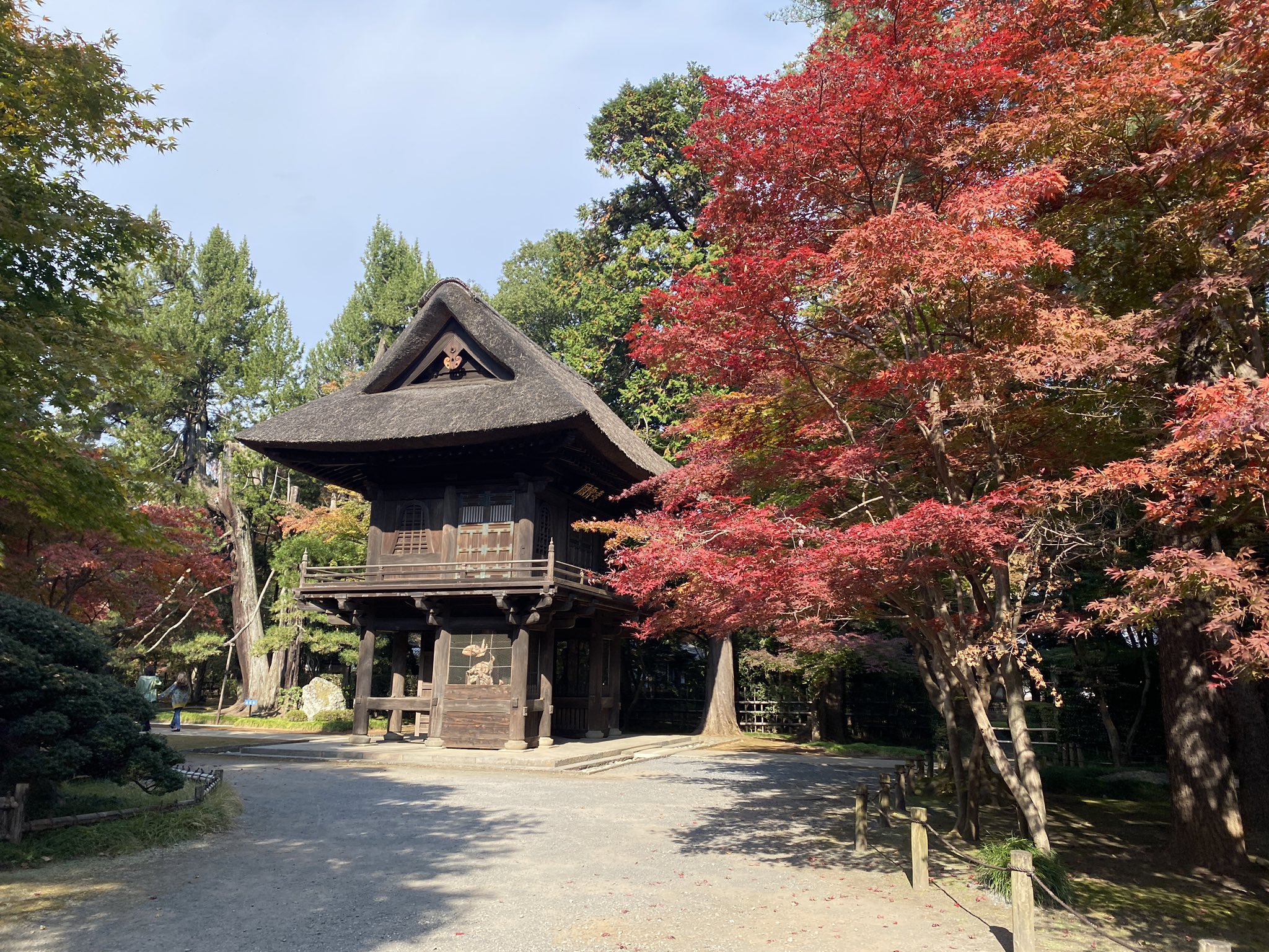 緋鯉 Twitter Search Twitter