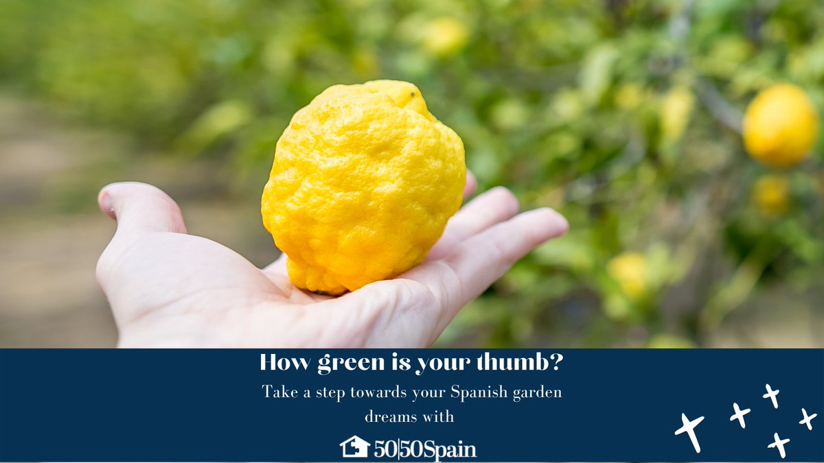 How green is your thumb?

Living in the sun is a great way to test your gardening abilities. Everything grows faster and bigger. 

Looking for a place to plant your perfect garden without breaking the bank?

Link below:

5050spain.com

#costabrava #timeshare #spain
