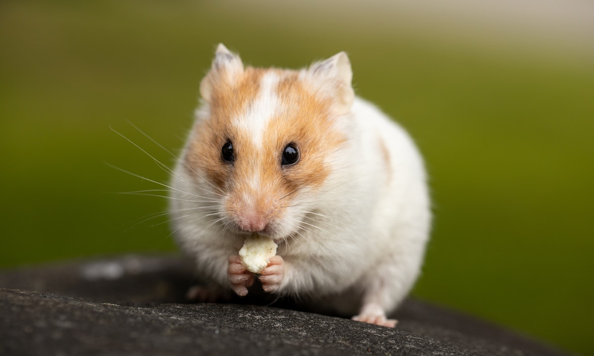 Almanimalcom's tweet photo. Los hámsteres son unas de las mascotas más queridas por las familias, pues son muy amigables, cariñosos y, en apariencia, muy fáciles de mantener. Pero, ¿Cuáles son los cuidados básicos de un hámster? ¿Cómo debe ser su alimentación?

https://t.co/G6S41InBo7 https://t.co/c02D7RTVJa