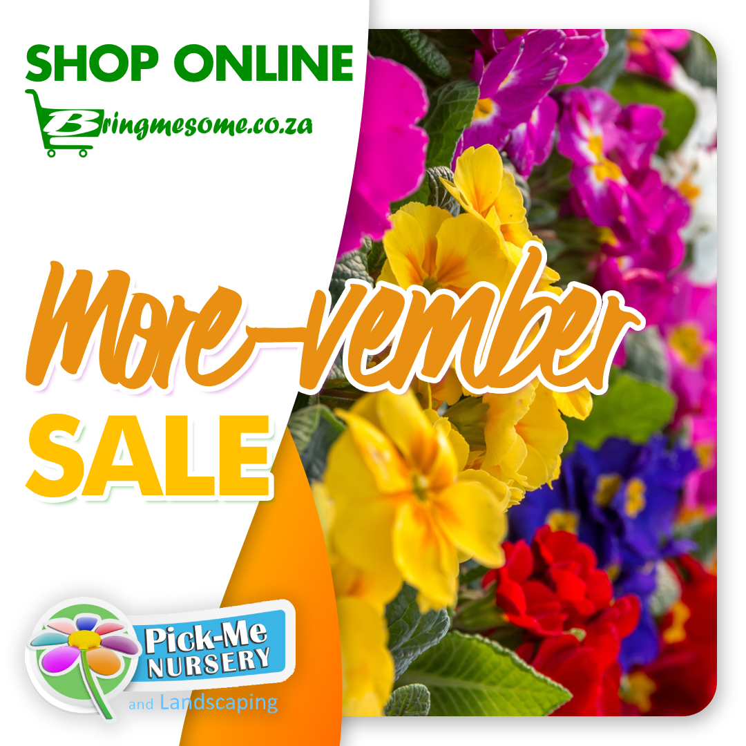 BringMeSomeSA's tweet photo. 𝐀𝐥𝐥 𝐩𝐥𝐚𝐧𝐭𝐬 𝐋𝐞𝐬𝐬 𝟏𝟓%
(Excl Compost, Lawn dressing, Fertilisers &amp; Pots)
Valid for November while stocks last. 

Get all your products at Pick-Me Nursery, 30 Peter Rd, Tres Jolie, Roodepoort

#sale #gardening #plants #flowers #garden #pickmenursery #gardenware https://t.co/aPqmH2Vegl