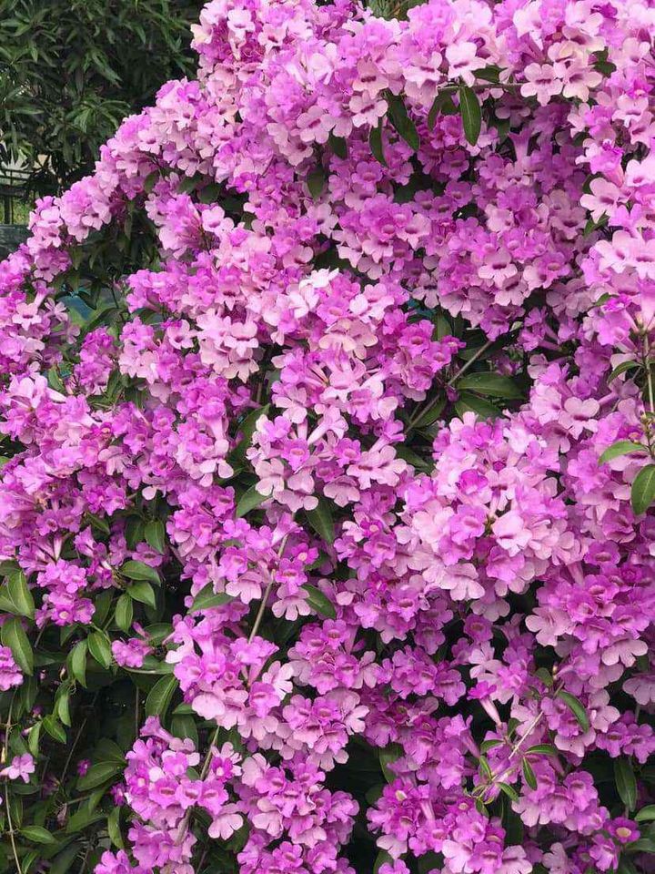 QunhNhu180221's tweet photo. #lantỏi #flowerphotography #Nice https://t.co/kQNUuMPDCA