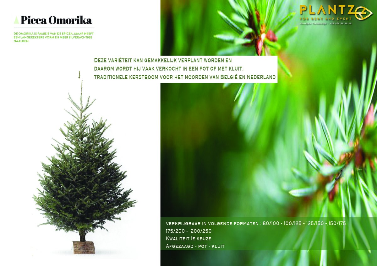 De mooiste kerstboom voor bij u thuis! - mailchi.mp/381b4bb0829b/s…