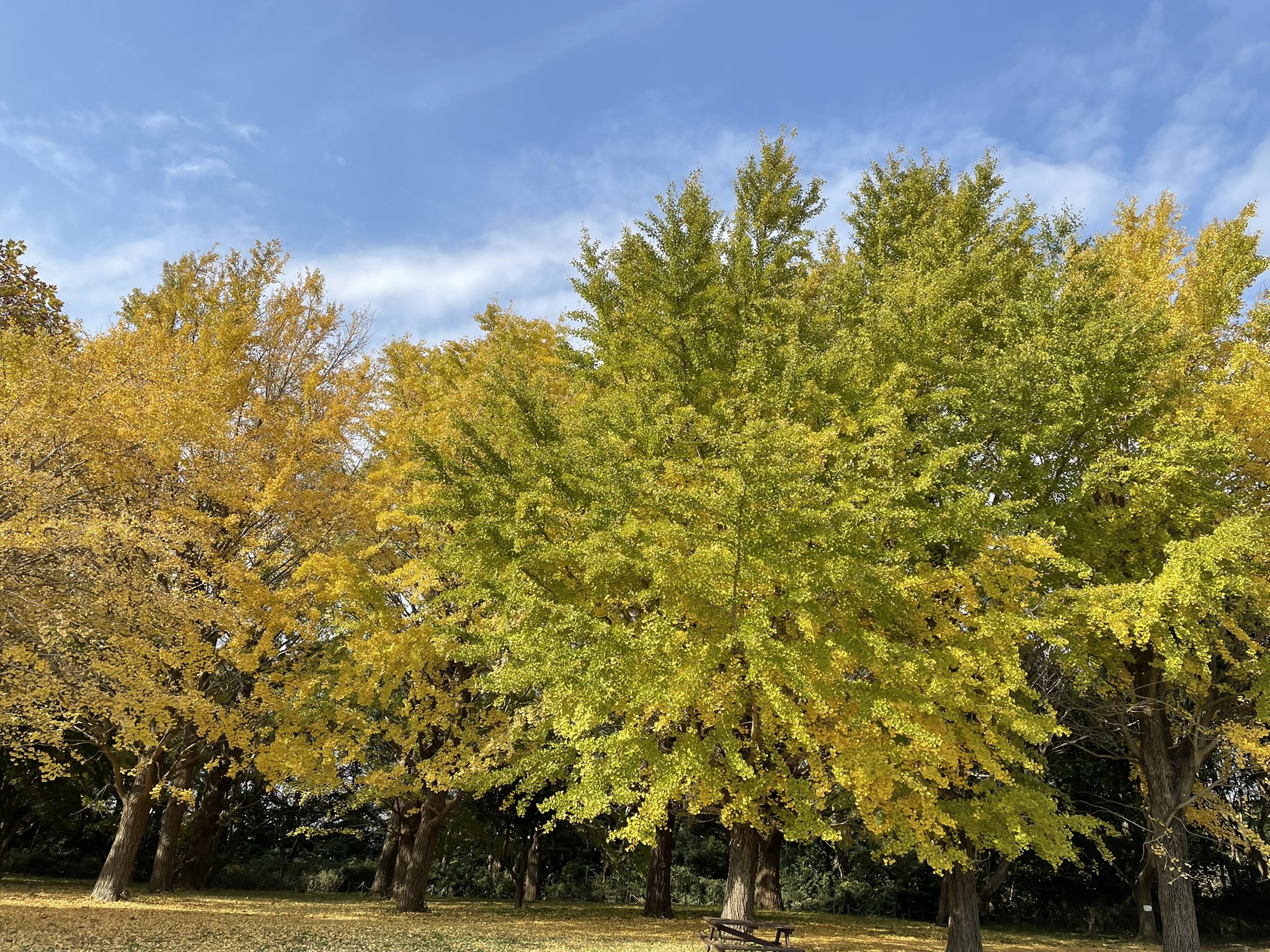 青葉の森公園