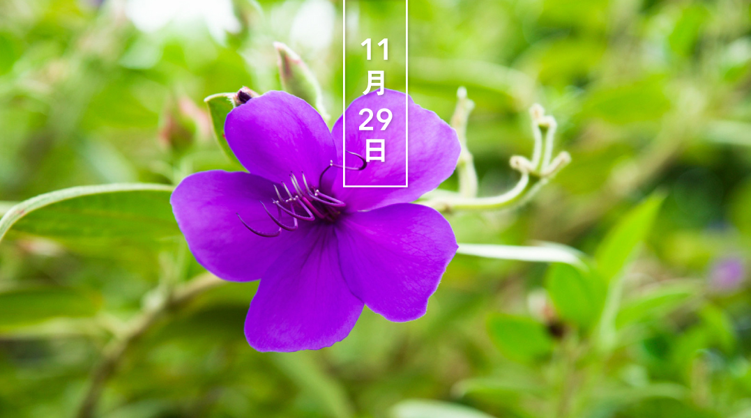 暦生活 こよみせいかつ ノボタン 野牡丹 花の日めくり 花言葉 ありのままで 一般的にノボタンといえば 中南米原産のシコンノボタン 紫紺野牡丹 をさします 花期は7 11月と長く 紫色の大輪の花が咲きます T Co Tqmy0mxlpq 日々の