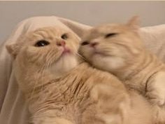 <a href="/relicsobrien/">ؘؘ</a> a gnt🤞😻