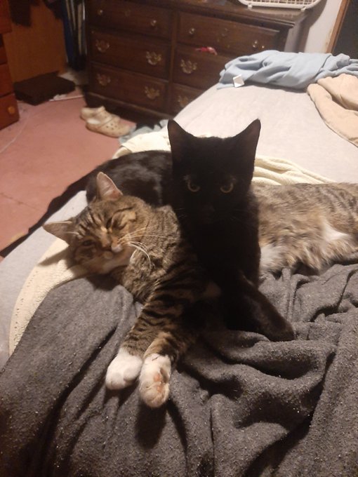 Might I offer kitties and beans? #cats #kittens #toebeans #peats #lifewithcats #cuddlingcats https://t<a href="/tag/cats"class="tags">#cats</a><a href="/tag/kittens"class="tags">#kittens</a><a href="/tag/lifewithcats"class="tags"><span>#lifewithcats</span></a><a href="/tag/toebeans"class="tags"><span>#toebeans</span></a><a href="/tag/cuddlingcats"class="tags"><span>#cuddlingcats</span></a><a href="/tag/peats"class="tags"><span>#peats</span></a>