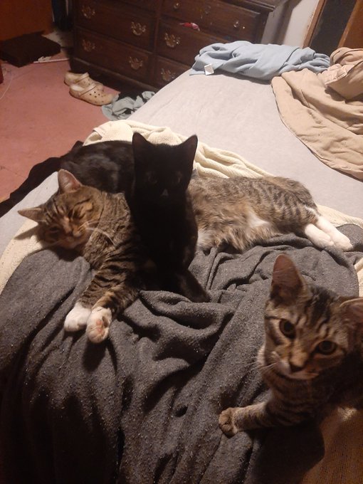 Might I offer kitties and beans? #cats #kittens #toebeans #peats #lifewithcats #cuddlingcats https://t<a href="/tag/cats"class="tags">#cats</a><a href="/tag/kittens"class="tags">#kittens</a><a href="/tag/lifewithcats"class="tags"><span>#lifewithcats</span></a><a href="/tag/toebeans"class="tags"><span>#toebeans</span></a><a href="/tag/cuddlingcats"class="tags"><span>#cuddlingcats</span></a><a href="/tag/peats"class="tags"><span>#peats</span></a>