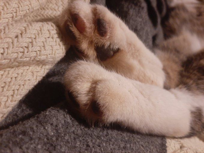 Might I offer kitties and beans? #cats #kittens #toebeans #peats #lifewithcats #cuddlingcats https://t<a href="/tag/cats"class="tags">#cats</a><a href="/tag/kittens"class="tags">#kittens</a><a href="/tag/lifewithcats"class="tags"><span>#lifewithcats</span></a><a href="/tag/toebeans"class="tags"><span>#toebeans</span></a><a href="/tag/cuddlingcats"class="tags"><span>#cuddlingcats</span></a><a href="/tag/peats"class="tags"><span>#peats</span></a>