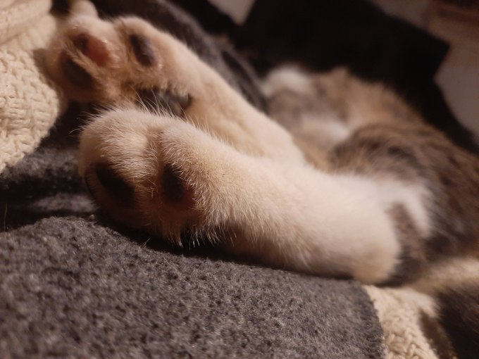 Might I offer kitties and beans? #cats #kittens #toebeans #peats #lifewithcats #cuddlingcats https://t<a href="/tag/cats"class="tags">#cats</a><a href="/tag/kittens"class="tags">#kittens</a><a href="/tag/lifewithcats"class="tags"><span>#lifewithcats</span></a><a href="/tag/toebeans"class="tags"><span>#toebeans</span></a><a href="/tag/cuddlingcats"class="tags"><span>#cuddlingcats</span></a><a href="/tag/peats"class="tags"><span>#peats</span></a>