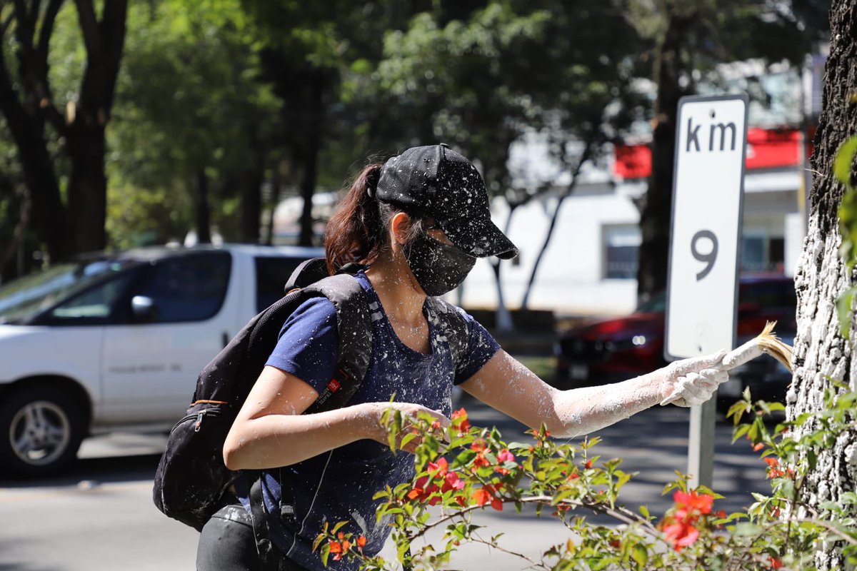 MoreliaGob's tweet photo. En el gobierno municipal trabajamos día a día para devolverle el brillo a la ciudad. En esta ocasión iniciaron acciones para encalar todos los árboles plantados en los dos camellones de avenida Camelinas, desde Enrique Ramirez hasta Ventura Puente.

🌳🌲✨🚧

#MoreliaBrilla https://t.co/6qvuAUUdw8