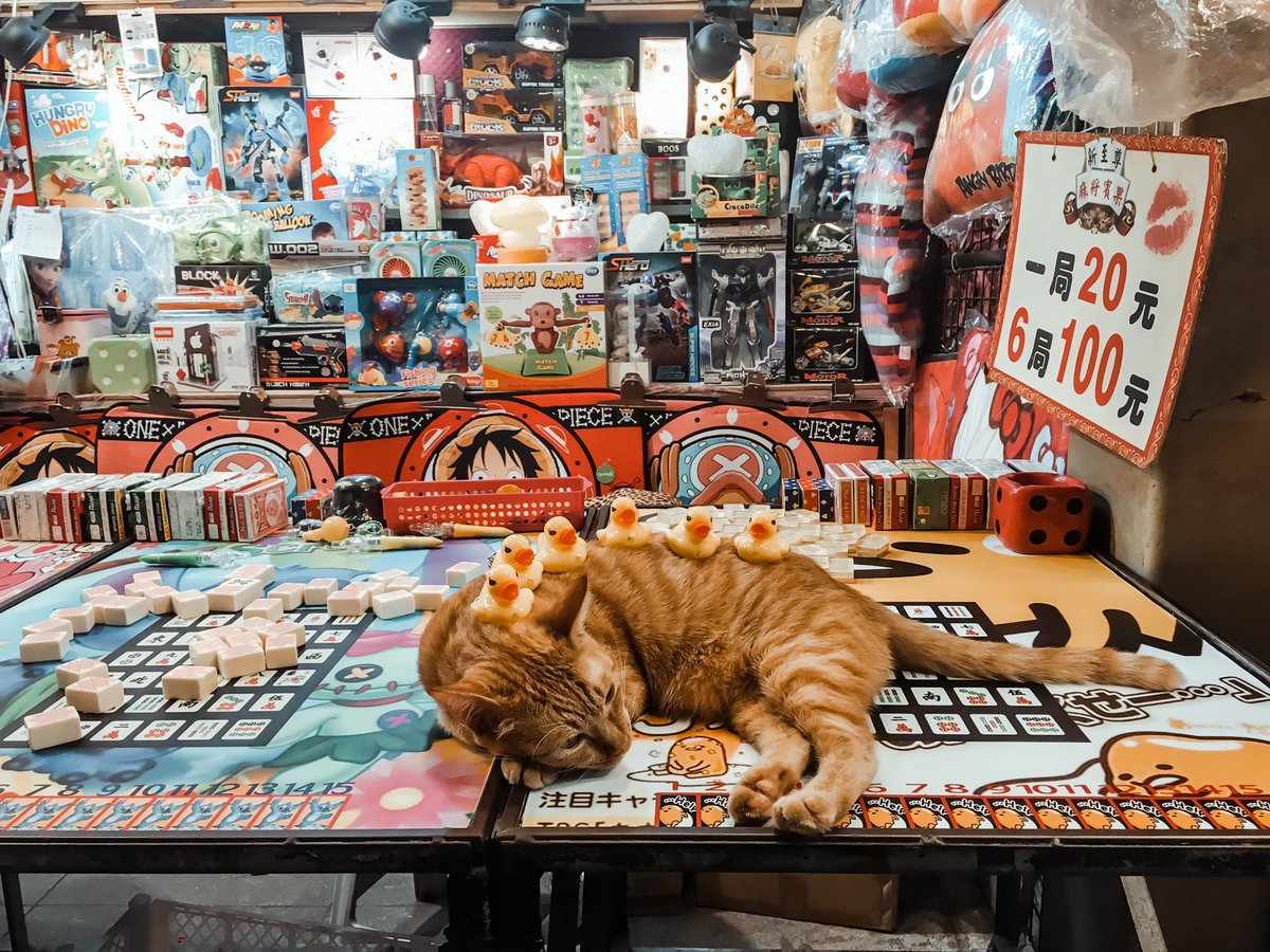 台湾🇹🇼の夜市でひよこ乗せられてた猫ちゃん😂✨
