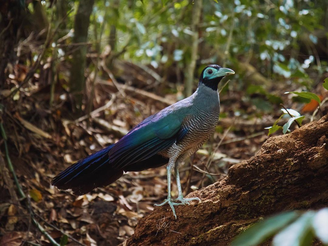 sabahtourism's tweet photo. Hands up if you would like to see this rare Bornean Ground Cuckoo. ✋

📸 IG: @traciagoh
📍 Kinabatangan River https://t.co/ESgh9EQFQ7
