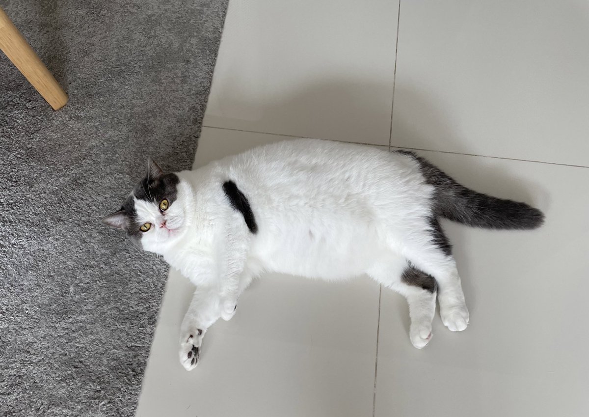 แม่มดเลี้ยงแมว ⚮̈ .゜🐈 tweet media
