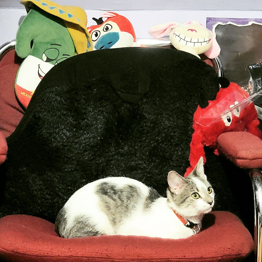 kittyxinfinity's tweet photo. 🐱 via https://t.co/KW9Pz1Jh7w https://t.co/KID74G6Qn7