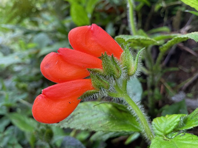 Flor rara considerada extinta é encontrada no Equador; veja fotos